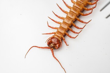 An orange centipede is on a white background.