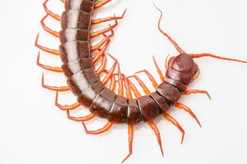 An orange centipede is on a white background.