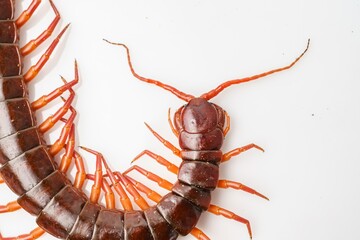 An orange centipede is on a white background.