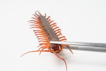 An orange centipede is on a white background.