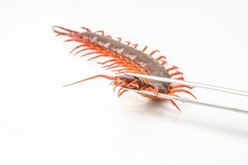 An orange centipede is on a white background.
