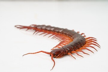 An orange centipede is on a white background.