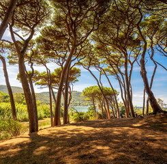 Park of Italian pines on the seashore on a bright sunny day. The sun shines through the crowns of...