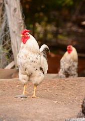 white hen standing in front with red forelock walking through the farmyard
