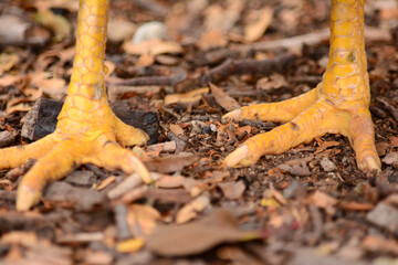 chicken feet. yellow bird legs close-up