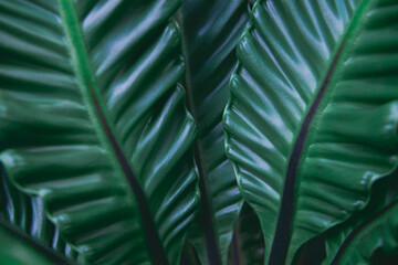 Obraz na płótnie Canvas closeup nature view of green leaf and background.dark nature concept, tropical leaf