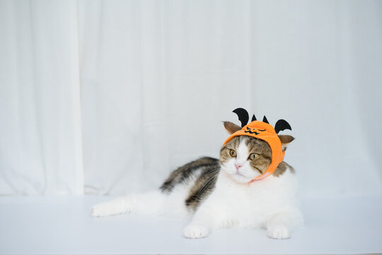 cat with halloween costume concept during play toy