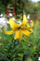 Large yellow lily flower close-up on green background