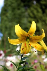 Large yellow lily flower close-up on green background