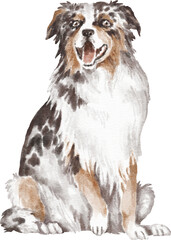 Australian shepherd dog illustration