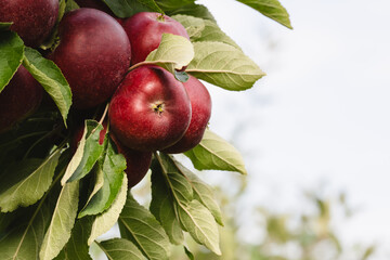 Red apples on tree ready to be harvested. Ripe red apple fruits in summer garden. Selective focus.