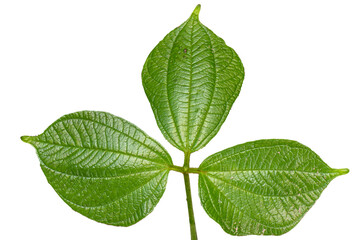 Close up of green heart-shaped Asiatic bitter yam leaf with detailed leaf outline