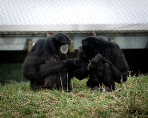 Pair of Siamang Gibbons at Point Defiance Zoo