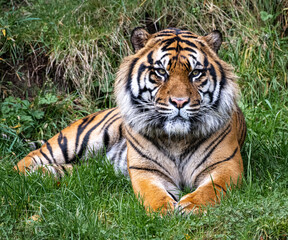 Fototapeta na wymiar Closeup of a Sumatran Tiger at Point Defiance Zoo