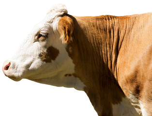 Close-up of a white and brown head of a cow (heifer) isolated on transparent background. Alps,...