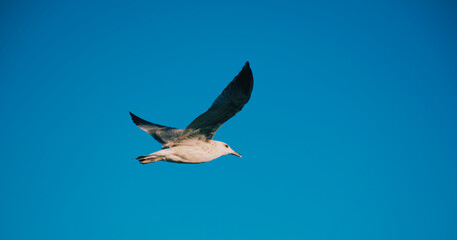 seagull flying in the sky