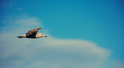 Seagull in the sky