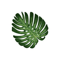 Naklejka na ściany i meble Tropical leaves. Botanical palm tropic leaf set. Vector foliage summer plant. Exotic jungle green design elements.