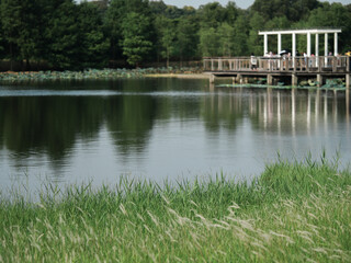 Obraz premium wooden bridge over the river