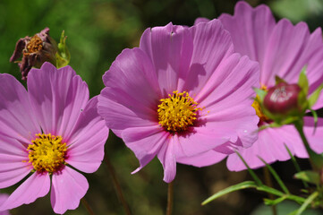 Cosmea Lila Blume