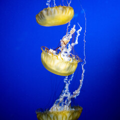 Tranquil yellow jellyfish swimming in formation