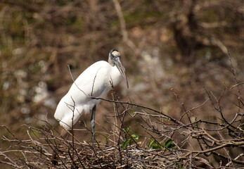 Wood stork common in Florida - 533177900