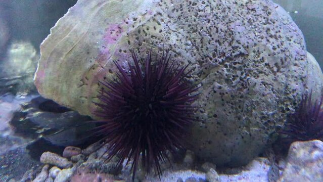Seeigel in einem Meerwasseraquarium.