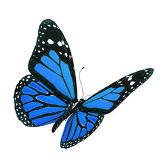 3d illustration of a blue butterfly