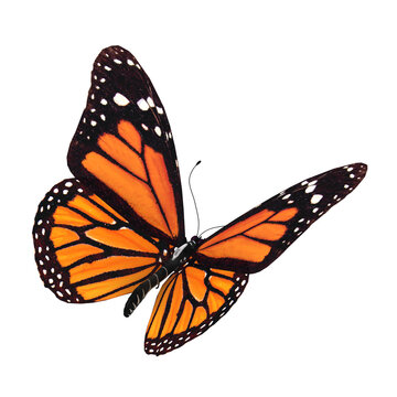 Butterfly PNG Transparent Images Free Download  Vector Files  Pngtree