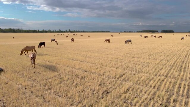 Horses grazing grass in a meadow.Domestic farm horses are mammals grazing in green fields.Mares with foals graze on the farm. Wildlife and animals on lea.Farm animals of thoroughbred  horses.Breeding