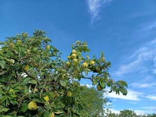 Appletree