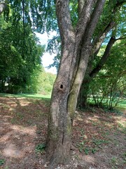 Baum im Park (mit Loch für Vogelnest/Tierbau)