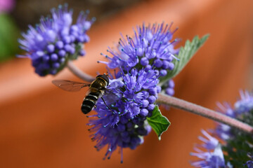 야생화와 꽃등에