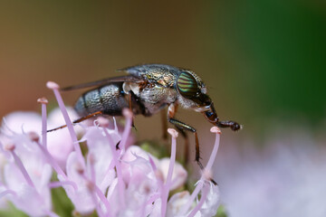 점박이꽃검정파리