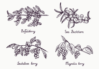 Buffaloberry, sea buckthorn, saskatoon and magnolia berry branch with berries and leaves, outline simple doodle drawing with inscription, gravure style - 533179922