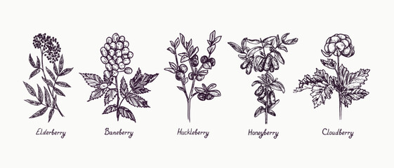 Elderberry (Sambucus), Baneberry (Actaea), Huckleberry, Honeyberry and Cloudberry (Rubus chamaemorus) branch with berries and leaves, outline simple doodle drawing with inscription, gravure style - 533179999