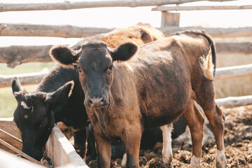 Portrait of a samall brown calf. calves in the pen against the background of a manure