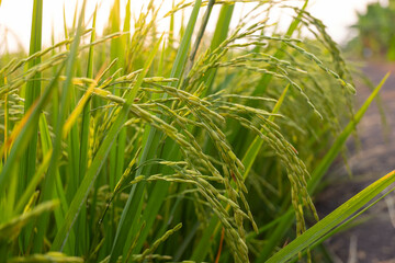 Close up of green rice field with sunlight in the morning