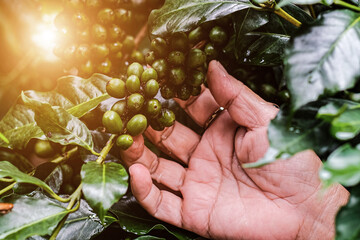 Harvesting coffee berries by agriculturist hands, arabica coffee berries with agriculturist hand...