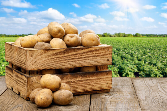 wooden box full of potatoes on table with green field