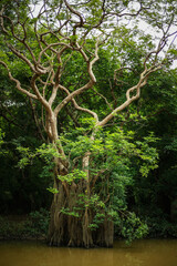 tree in the park