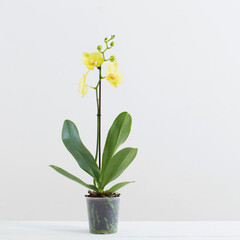 yellow orchids in flowerpot in white modern interior