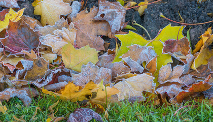 Herbstlaub mit Frost