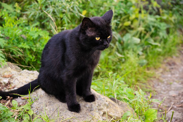 Naklejka na ściany i meble Black stray cat outdoor portrait. Selective focus.