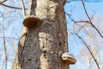 Tree with tinder fungus in an autumn forest.