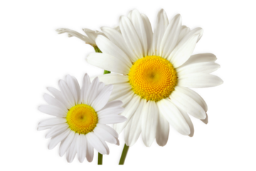 beautiful daisy white flower blooming in spring,cutout transparent background