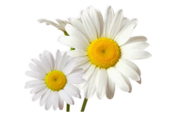 Tuinposter beautiful daisy white flower blooming in spring,cutout transparent background © gv image