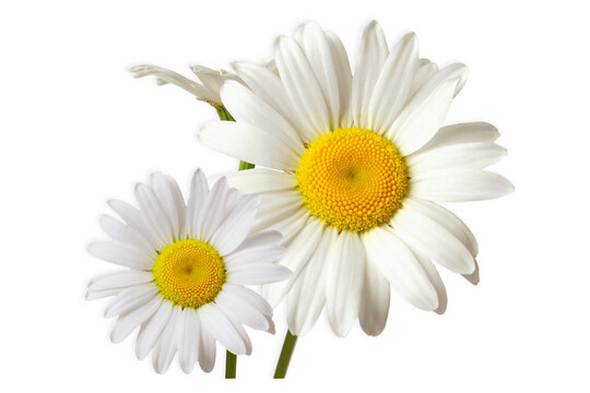 Fototapeta beautiful daisy white flower blooming in spring,cutout transparent background