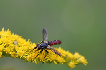cylindromyia fly sitting on a flowering goldenrod