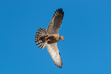 Autour chanteur, .Melierax canorus, Pale Chanting Goshawk